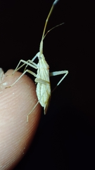 Miridius quadrivirgatus