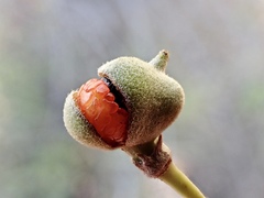 Alectryon oleifolius canescens