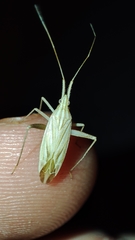 Miridius quadrivirgatus