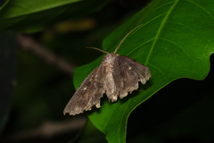 Hypersypnoides submarginata