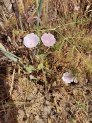 Malva hispanica