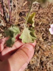 Malva hispanica