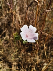 Malva hispanica