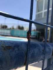 Spilostethus pandurus