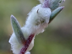 Camphorosmeae