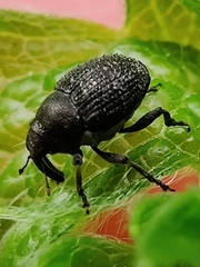 Zacladus geranii