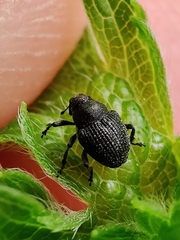 Zacladus geranii