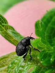 Zacladus geranii