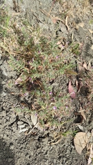 Teucrium resupinatum