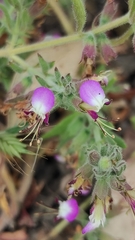 Teucrium resupinatum