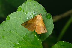 Pseudonadagara semicolor