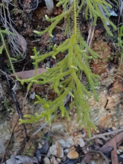 Lycopodium deuterodensum