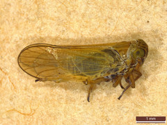 Javesella pellucida