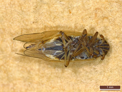Javesella pellucida