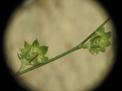 Onobrychis aequidentata