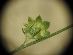 Onobrychis aequidentata