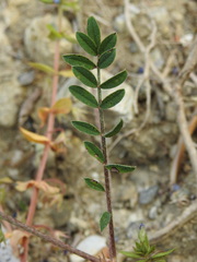 Onobrychis aequidentata