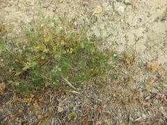 Onobrychis aequidentata