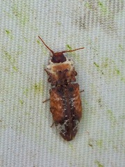 Agrypnus ornatus