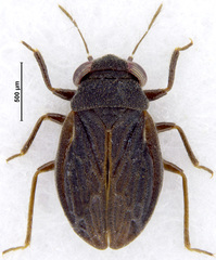 Schizopteridae