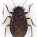 Jumping Soil Bugs - Photo (c) dhjacobs, some rights reserved (CC BY-NC), uploaded by dhjacobs