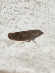 Scaphytopius rubellus