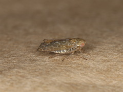 Allygus modestus