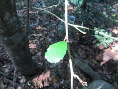 Suregada africana