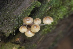 Mycena tuvara