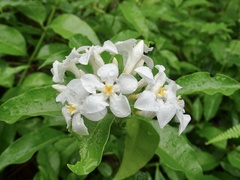 Melodinus fusiformis