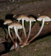 Mycena tuvara