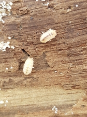 Armadillidium album