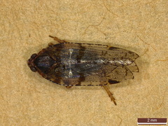 Cixius nervosus