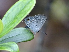 Sinthusa chandrana