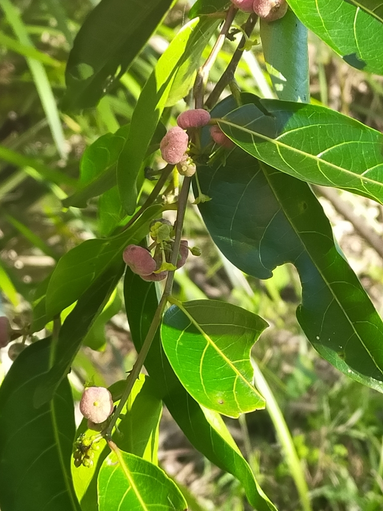 umbrella cheese tree from Nerang QLD 4211, Australia on June 4, 2022 at