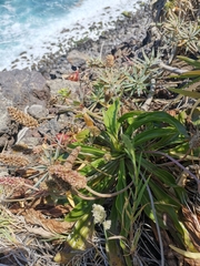 Plantago malato-belizii