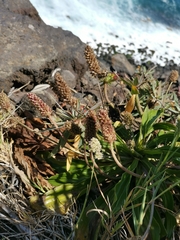 Plantago malato-belizii