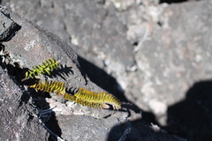 Polypodium pellucidum