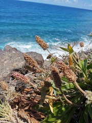 Plantago malato-belizii