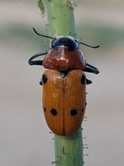Tituboea sexmaculata