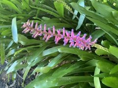 Aechmea gamosepala