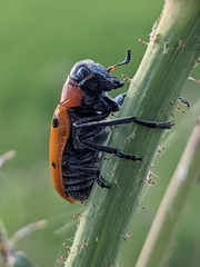 Tituboea sexmaculata