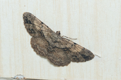 Psilalcis galsworthyi