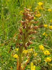 Anacamptis coriophora