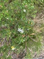 Philotheca difformis