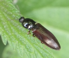Hypoganus inunctus