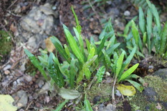 Elaphoglossum wawrae