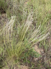 Stipa zalesskyi