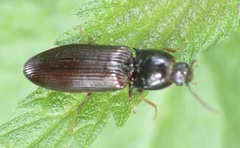 Hypoganus inunctus