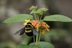Xylocopa ghilianii